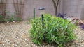 Desert Ruellia in Xeriscaped Yard on a Wet Chilly Winter Morning