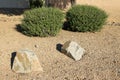 Desert Ruellia in Xeriscaped Yard