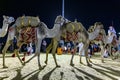 Desert safari camel ride festival in Abqaiq Dammam Saudi Arabia. January 4th Year 2019 Royalty Free Stock Photo