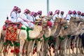 Desert safari camel ride festival in Abqaiq Dammam Saudi Arabia.This Photo was taken Month of January 4th Year 2020 Royalty Free Stock Photo