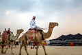 Desert safari camel ride festival in Abqaiq Dammam Saudi Arabia.This Photo was taken Month of January 4th Year 2020 Royalty Free Stock Photo