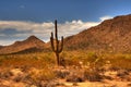 Desert Saguaro 46