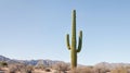 Desert Saguaro Cactus Royalty Free Stock Photo