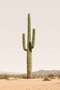 Desert Saguaro Cactus Royalty Free Stock Photo