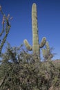 Desert Saguaros, Scottsdale