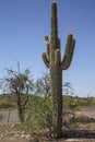 Desert Saguaros, Scottsdale,