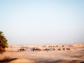 Desert of the Sahara at Douz in Tunisia caravan of camels on the Royalty Free Stock Photo