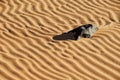 Desert sand background, Sahara desert, Libya Royalty Free Stock Photo