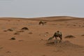 Desert sand and Free Camels, in the heart of Saudi Arabia on the way to Riyadh