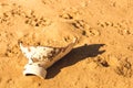 Desert sand pattern texture Royalty Free Stock Photo