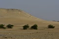 Desert sand with trees and sand Dunes, in the heart of Saudi Arabia on the way to Riyadh Royalty Free Stock Photo