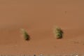 Desert sand with trees and sand Dunes, in the heart of Saudi Arabia on the way to Riyadh Royalty Free Stock Photo