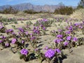 Desert Sand Verbena - Abronia villosa Royalty Free Stock Photo