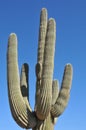 Desert Scene - Giant Saguaro Cactus - Close Up