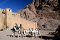 A Desert Scene of Men Leading Camels near St. Catherine`s 4th Century Monastery, Base of Mt. Sinai, Egypt Royalty Free Stock Photo