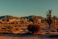 Desert scene with a row of palm trees in the foreground and a building in the distant background Royalty Free Stock Photo