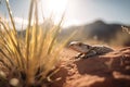 desert scene with small lizard basking in the sun Royalty Free Stock Photo