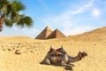 Desert scenery with the Pyramids, a camel amd palm trees, Egypt