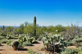 Desert with several kind of cacti in Saguaro National Park near Tucson, Arizona Royalty Free Stock Photo