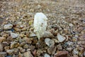 Desert Shaggy Mane Fungus or Podaxi pistillaris mushroom