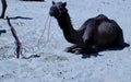 Desert ship camel Bikaner, Rajasthan, India Royalty Free Stock Photo