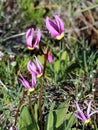 Desert Shooting Star - Dodecatheon conjugens Royalty Free Stock Photo