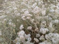 Desert shrub tumbleweed close up 2 of 2