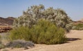 Desert Shrubs in Full Bloom in the Makhtesh Ramon Crater in Israel