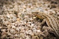 Desert Side-blotched Lizard Royalty Free Stock Photo