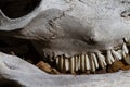 Desert skeleton with teeth intact