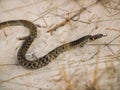 Desert Snake Crawling in the Wild Nature Royalty Free Stock Photo