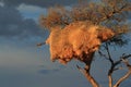 Desert social weavers nest in a tree namibia Royalty Free Stock Photo