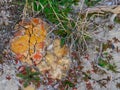 Desert Soil Collage Royalty Free Stock Photo