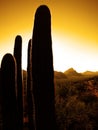 Desert Southwest Saguaro Cacti Royalty Free Stock Photo