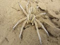 desert spider, Environmental Services Wolf Spiders