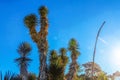 Desert spiny joshua tree cactus plants against blue sky with lens flare and high contrast from sun and shadow