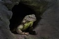 Desert Spiny Lizard