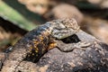 Desert Spiny Lizard on Rock, head turned to camera. Royalty Free Stock Photo