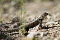 Desert Spiny Lizard, Sceloporus magister