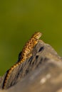 Desert Spiny Lizard, Sceloporus magister