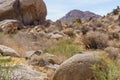 Desert Spiny Lizard - Sceloporus magister Royalty Free Stock Photo