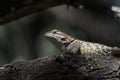 DESERT SPINY LIZARD Sceloporus magister Royalty Free Stock Photo