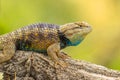 DESERT SPINY LIZARD  Sceloporus magister in Arizona Royalty Free Stock Photo