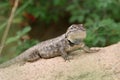 Desert Spiny Lizard (Sceloporus magister) - AZ Royalty Free Stock Photo