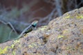 Desert Spiny Lizard, Sceloporus magister