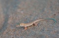 Desert Spiny Lizard Sceloporus Magister on sandstone in the southwest USA Royalty Free Stock Photo