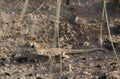 Desert Spiny Lizard Sceloporus Magister on sandstone in the southwest USA Royalty Free Stock Photo