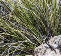 A desert spiny lizard Sceloporus magister on a sunning itself on a rock Royalty Free Stock Photo