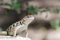 Desert Spiny Lizard Royalty Free Stock Photo