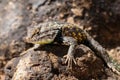 Desert Spiny Lizard on rock.